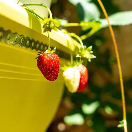 Chania Youth 18-50 Vandrerhjem Chania (Crete)